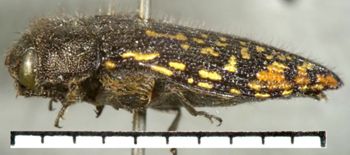 Media type: image;   Entomology 8026 Aspect: habitus lateral view